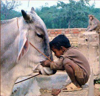 Kaamdhenu Raksha